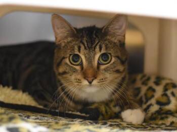 Frankie -  Domestic Short Hair Cat for Adoption in Portland, Oregon - Frankie | PetCurious