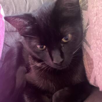 Speed -  Domestic Short Hair Cat for Adoption in Philadelphia, Pennsylvania - Speed | PetCurious