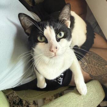 Oreo -  Domestic Short Hair Cat Available for Adoption in Houston, Texas - Oreo | PetCurious