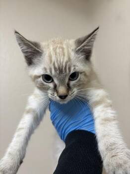 Alpaca -  Domestic Short Hair Cat for Adoption in Sherwood, Oregon - Alpaca | PetCurious