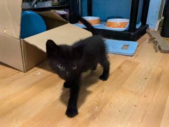 Rescue American Shorthair Cats for Adoption in Lake Ronkonkoma, New York - Teddy Bear | PetCurious