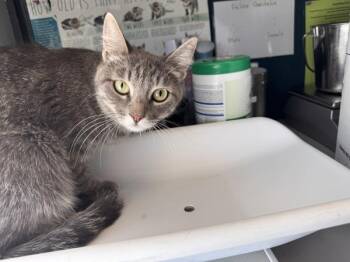 Stormie -  Domestic Short Hair Cat for Adoption in Salt Lake City, Utah - Stormie | PetCurious