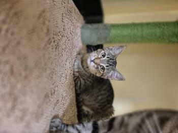 Rescue Domestic Short Hair Cats for Adoption in Schertz, Texas - El Paso | PetCurious