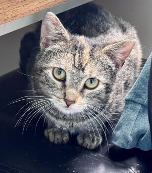 Torbie Cats Available for Adoption - Amira | PetCurious