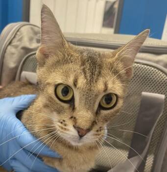 Sadie -  Domestic Short Hair Cat for Adoption in Golden, Colorado - Sadie | PetCurious