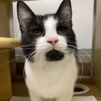 Domestic Short Hair Cats Available for Adoption in Spokane, Washington - Olaf | PetCurious
