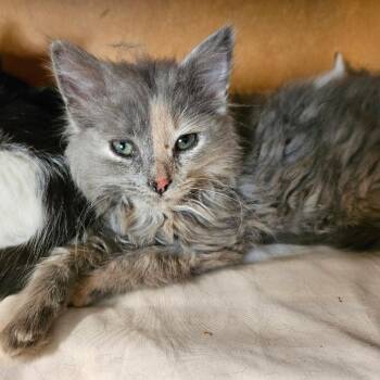 Ghost -  Domestic Medium Hair Cat for Adoption in Charlottesville, Virginia - Ghost | PetCurious