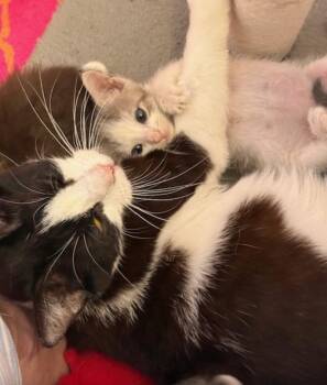 Domestic Short Hair Cats Available for Adoption in Herndon, Virginia - Susie Q | PetCurious