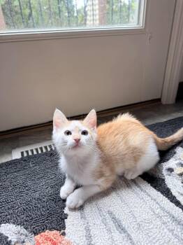 Mushroom -  Domestic Short Hair Cat for Adoption in Saint Charles, Missouri - Mushroom | PetCurious