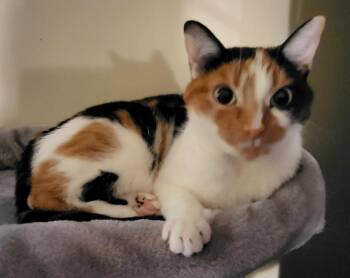 Rescue Domestic Short Hair Cats for Adoption in Mississauga, Ontario - Luna | PetCurious