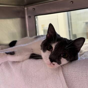 Catapult -  Domestic Short Hair Cat for Adoption in York, Pennsylvania - Catapult | PetCurious
