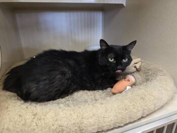Lucy -  Domestic Long Hair Cat for Adoption in Thayne, Wyoming - Lucy | PetCurious