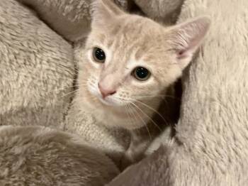 Cass -  Domestic Short Hair Cat for Adoption in Diamond Springs, California - Cass | PetCurious