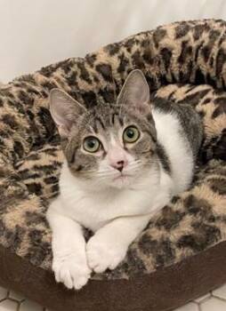Ava -  Domestic Short Hair and Tabby Cat for Adoption in San Francisco, California - Ava | PetCurious