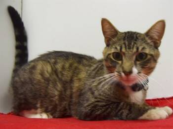 Domestic Short Hair Cats Available for Adoption - MARVIN | PetCurious