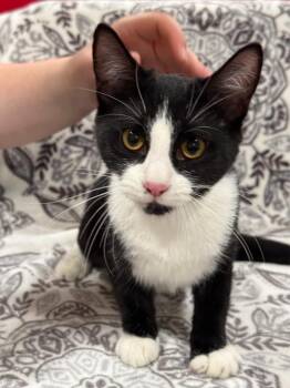 Olympia -  Domestic Short Hair Cat for Adoption in Vacaville, California - Olympia | PetCurious