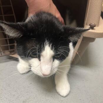 Junior -  Domestic Short Hair Cat for Adoption in Charlottesville, Virginia - Junior | PetCurious