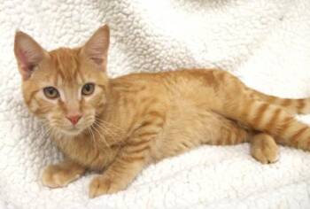 Sunshine -  Domestic Short Hair Cat for Adoption in Thief River Falls, Minnesota - Sunshine | PetCurious