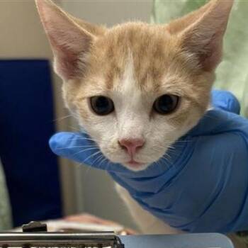 Reality -  Domestic Short Hair Cat for Adoption in Tempe, Arizona - Reality | PetCurious