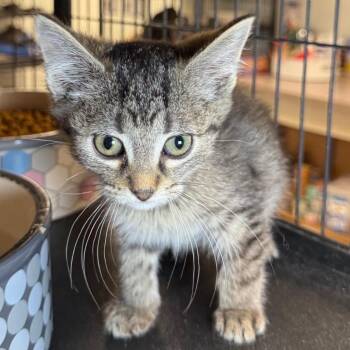Belinda -  Domestic Short Hair Cat for Adoption in Saginaw, Michigan - Belinda | PetCurious