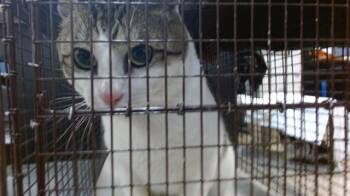 Domestic Short Hair Cats Available for Adoption - RIGOBERTO | PetCurious