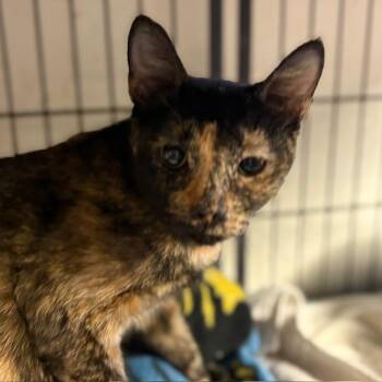 Rescue Tortoiseshell Cats for Adoption - Kiki | PetCurious