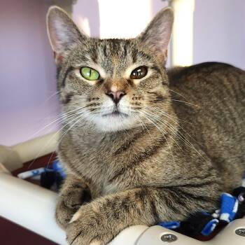 Papaya -  Torbie Cat for Adoption in Marshfield, Wisconsin - Papaya | PetCurious