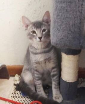 Boo-Berry Cereal -  Domestic Short Hair Cat for Adoption in Chandler, Arizona - Boo-Berry Cereal | PetCurious