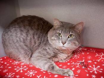 TURTLEHEART -  Domestic Short Hair Cat for Adoption in Omaha, Nebraska - TURTLEHEART | PetCurious
