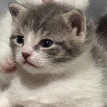 Elana -  Domestic Short Hair Cat for Adoption in Philadelphia, Pennsylvania - Elana | PetCurious