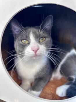 Violet -  Domestic Short Hair Cat for Adoption in Grand Rapids, Michigan - Violet | PetCurious