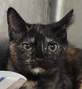 Rescue Domestic Short Hair Cats for Adoption in Spartanburg, South Carolina - Sasha | PetCurious