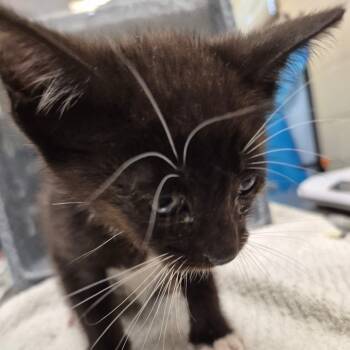 Rescue Domestic Short Hair Cats for Adoption in Lake Panasoffkee, Florida - Elaine | PetCurious