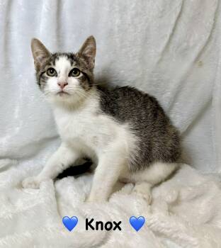 Knox -  Domestic Short Hair Cat for Adoption in Copley, Ohio - Knox | PetCurious