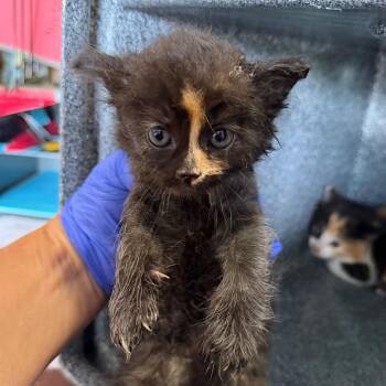 Salish -  Domestic Medium Hair Cat for Adoption in Birmingham, Alabama - Salish | PetCurious