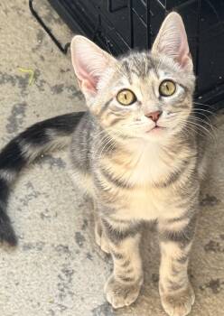 Rescue Domestic Short Hair Cats for Adoption in Springfield, Missouri - Marsali | PetCurious