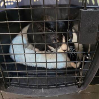 River -  Domestic Short Hair Cat for Adoption in Mt. Juliet, Tennessee - River | PetCurious