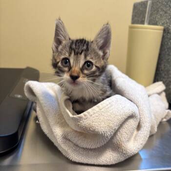 Cinnamon -  Domestic Short Hair Cat for Adoption in Pasadena, California - Cinnamon | PetCurious
