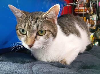 Domestic Short Hair Cats Available for Adoption in Morgantown, West Virginia - Zoey | PetCurious