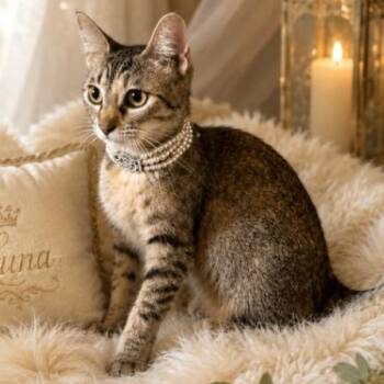 Luna Lopez -  Tabby and Domestic Short Hair Cat for Adoption in Friendswood, Texas - Luna Lopez | PetCurious