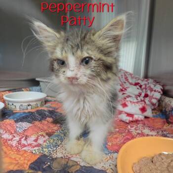 Peppermint Patty -  Domestic Long Hair Cat for Adoption in Parkersburg, West Virginia - Peppermint Patty | PetCurious