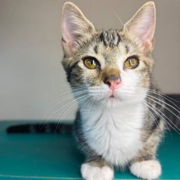 Greg Brady -  Domestic Short Hair Cat for Adoption in Woodbury, New Jersey - Greg Brady | PetCurious