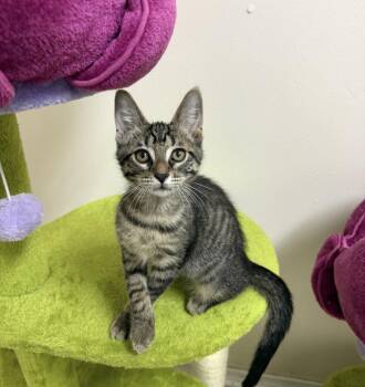 Hershey -  Domestic Short Hair Cat for Adoption in Walled Lake, Michigan - Hershey | PetCurious