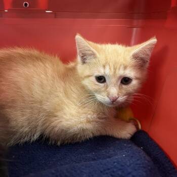 Duck -  Domestic Short Hair Cat for Adoption in Mentor, Ohio - Duck | PetCurious