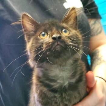 Zoey -  Domestic Long Hair Cat for Adoption in Pittsburgh, Pennsylvania - Zoey | PetCurious
