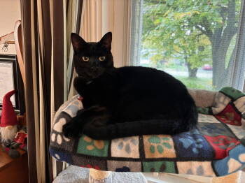 Rescue Domestic Short Hair Cats for Adoption in Ottawa, Ontario - Forest | PetCurious