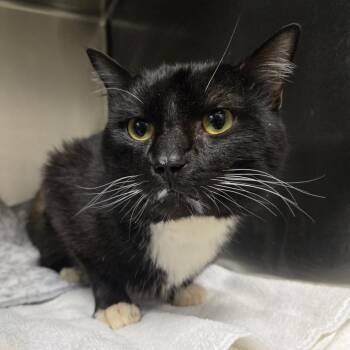 Domestic Short Hair Cats Available for Adoption in Nashville, Tennessee - Bailey | PetCurious