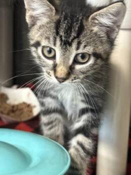 Maryland -  Domestic Short Hair Cat for Adoption in Morristown, New Jersey - Maryland | PetCurious
