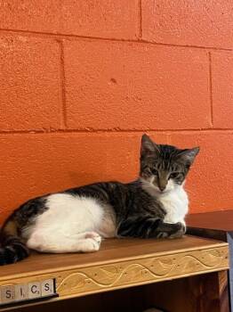 Rescue Domestic Short Hair Cats for Adoption in Tallahassee, Florida - River @ Fat Cat Books | PetCurious