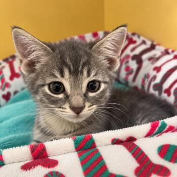 Theon -  Domestic Short Hair Cat for Adoption in Madison, Wisconsin - Theon | PetCurious